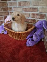 ON HOLD , a female Miniature Dachshund for sale in Staunton, IL – 7 of 10