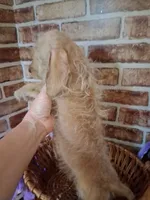 ON HOLD , a female Miniature Dachshund for sale in Staunton, IL – 5 of 10