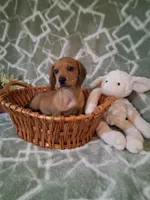 Summer Sale !!! , a male Miniature Dachshund for sale in Staunton, IL – 4 of 5