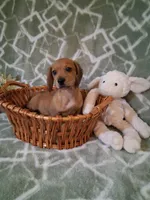 Summer Sale !!! , a male Miniature Dachshund for sale in Staunton, IL – 5 of 5