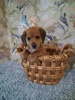 Boy 2, a male Miniature Dachshund for sale in Staunton, IL – Photo 2 of 6