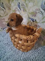 Boy 2, a male Miniature Dachshund for sale in Staunton, IL – Photo 6 of 6