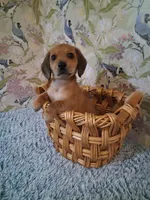 Boy 2, a male Miniature Dachshund for sale in Staunton, IL – Photo 5 of 6