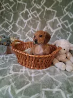 Summer Sale !!! , a male Miniature Dachshund for sale in Staunton, IL – 2 of 5