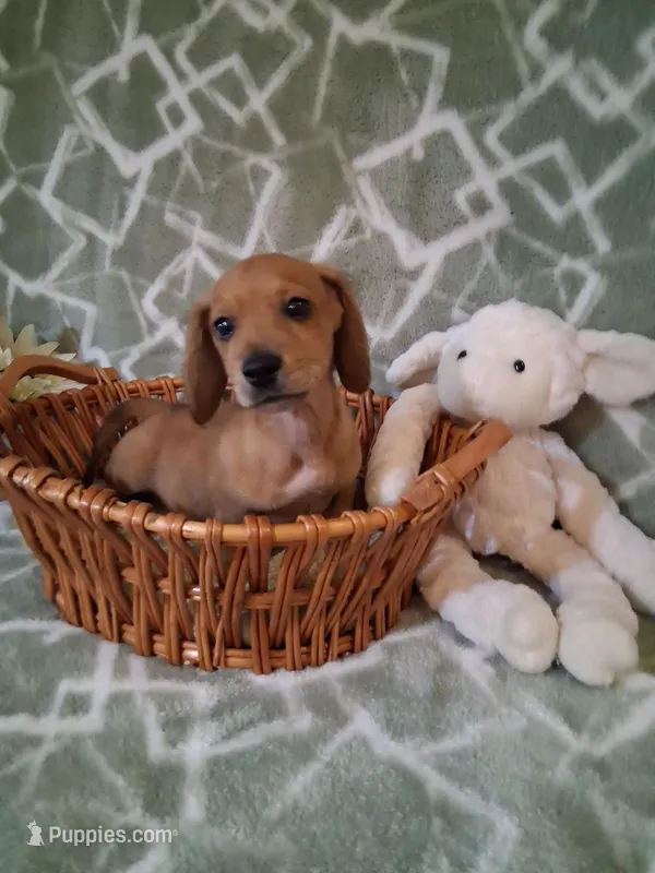 Boy 2 – Miniature Dachshund puppy for sale in Staunton, IL