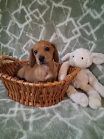 Summer Sale !!! , a male Miniature Dachshund for sale in Staunton, IL – 1 of 5