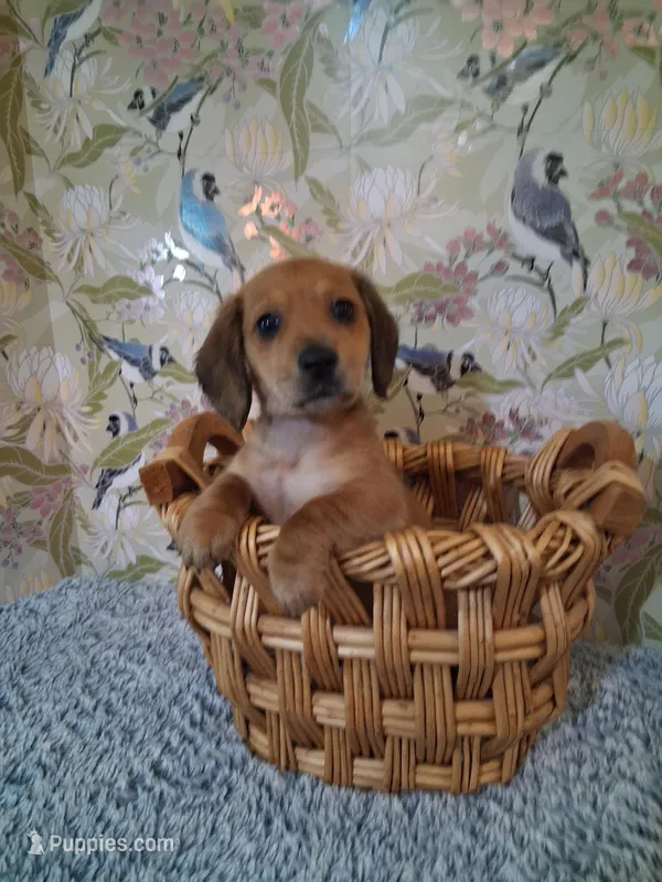 Boy 2 – Miniature Dachshund puppy for sale in Staunton, IL