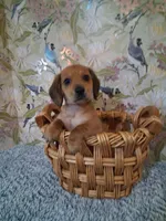 Boy 2, a male Miniature Dachshund for sale in Staunton, IL – Photo 1 of 6