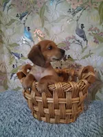 Boy 2, a male Miniature Dachshund for sale in Staunton, IL – Photo 3 of 6