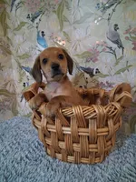 Boy 2, a male Miniature Dachshund for sale in Staunton, IL – Photo 4 of 6