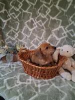 Summer Sale !!! , a male Miniature Dachshund for sale in Staunton, IL – 3 of 5