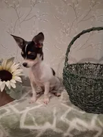 Rascal , a male Chihuahua for sale in Staunton, IL – 6 of 8