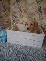 Boy #1, a male Miniature Dachshund for sale in Staunton, IL – 10 of 10