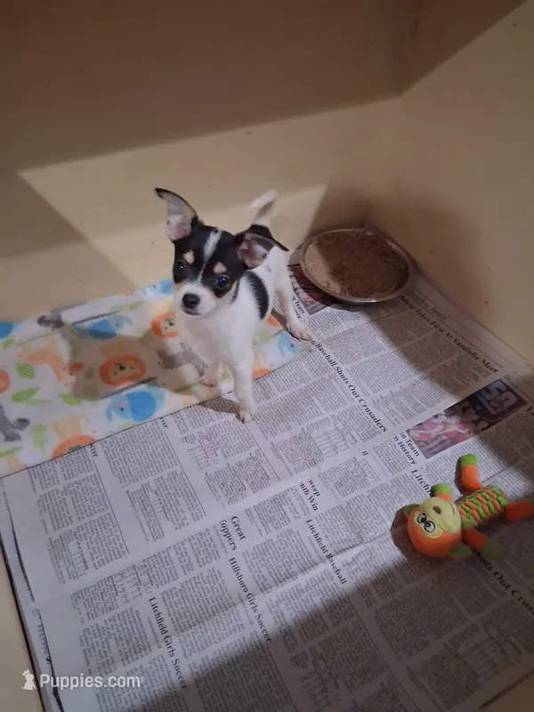 Baby boy #1 – Chihuahua puppy for sale in Staunton, IL