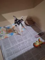 Baby boy #1, a male Chihuahua for sale in Staunton, IL – 1 of 5