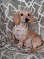 Smooth coat female , a female Miniature Dachshund for sale in Staunton, IL – 6 of 10