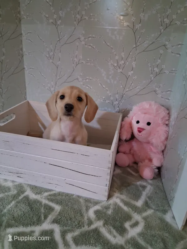 Soft wire girl #1 – Miniature Dachshund puppy for sale in Staunton, IL