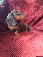 Chocolate long coat girl, a female Miniature Dachshund for sale in Staunton, IL – 2 of 8