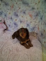 Chocolate and tan girl #1 , a female Miniature Dachshund for sale in Staunton, IL – 3 of 6