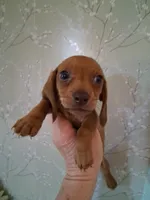 Tiny girl , a female Miniature Dachshund for sale in Staunton, IL – 4 of 4