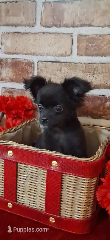 Baby boy #2 – Chihuahua puppy for sale in Staunton, IL