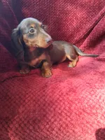 Chocolate long coat girl, a female Miniature Dachshund for sale in Staunton, IL – 3 of 8