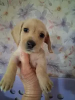 Soft wire girl #1, a female Miniature Dachshund for sale in Staunton, IL – 5 of 10