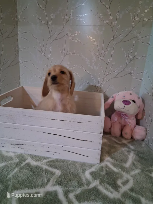 girl #2 – Miniature Dachshund puppy for sale in Staunton, IL