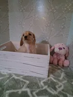 Soft wire girl #2, a female Miniature Dachshund for sale in Staunton, IL – 4 of 10