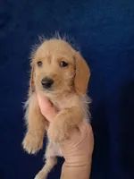 Soft wire boy #1, a male Miniature Dachshund for sale in Staunton, IL – 3 of 7