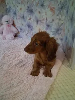Red long coat female , a female Miniature Dachshund for sale in Staunton, IL – 2 of 6