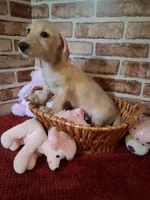 Back to school sale ! , a female Miniature Dachshund for sale in Staunton, IL – 10 of 10