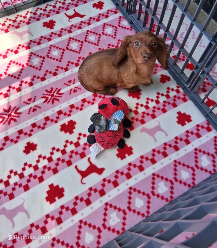 Baby girl #1  – Miniature Dachshund puppy for sale in Staunton, IL