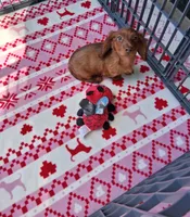 Baby girl #1 , a female Miniature Dachshund for sale in Staunton, IL – 2 of 9