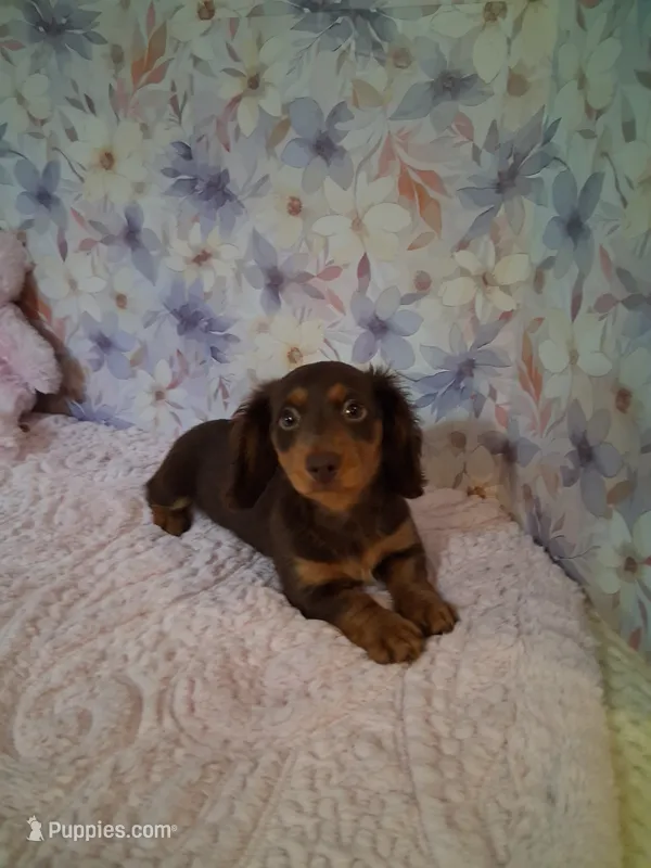 Chocolate and tan girl #1  – Miniature Dachshund puppy for sale in Staunton, IL