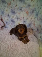 Chocolate and tan girl #1 , a female Miniature Dachshund for sale in Staunton, IL – 1 of 6
