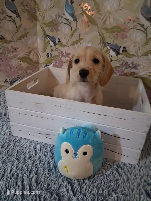 boy #2 – Miniature Dachshund puppy for sale in Staunton, IL