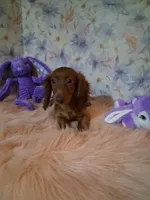 Red long coat , a female Miniature Dachshund for sale in Staunton, IL – 3 of 8