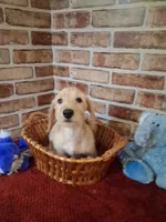 Back to school sale ! , a male Miniature Dachshund for sale in Staunton, IL – 9 of 9