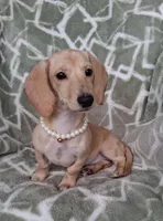 Smooth coat female , a female Miniature Dachshund for sale in Staunton, IL – 9 of 10