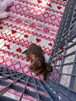 Baby girl #2, a female Miniature Dachshund for sale in Staunton, IL – 4 of 9