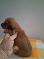 boy #2 long coat cream shade , a male Miniature Dachshund for sale in Staunton, IL – 2 of 7