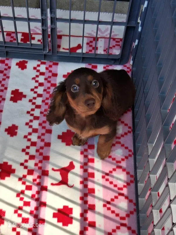 Baby girl #2 – Miniature Dachshund puppy for sale in Staunton, IL