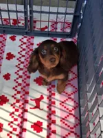 Baby girl #2, a female Miniature Dachshund for sale in Staunton, IL – 2 of 9