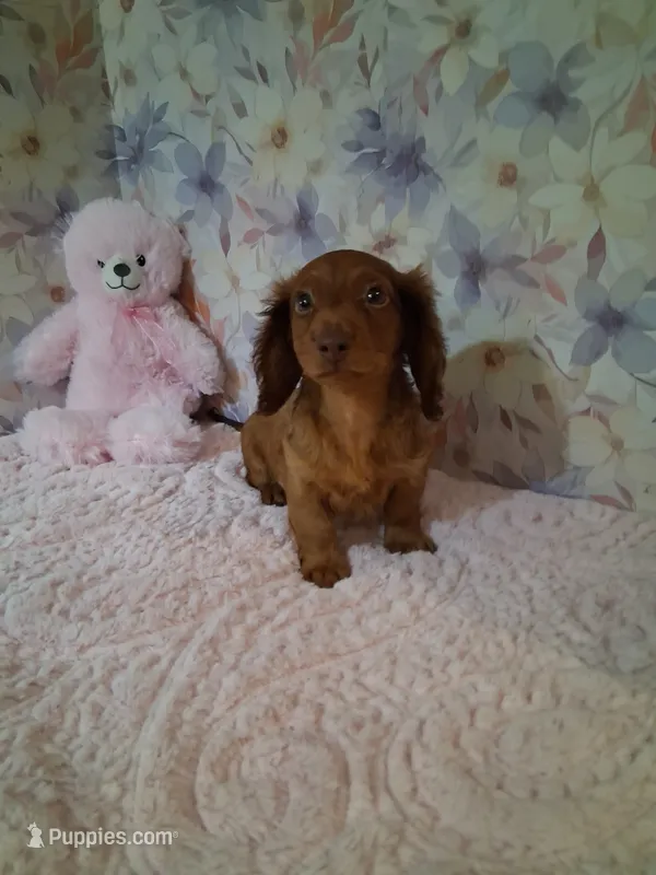 Red long coat female  – Miniature Dachshund puppy for sale in Staunton, IL