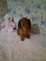 Red long coat female , a female Miniature Dachshund for sale in Staunton, IL – 1 of 6
