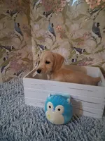 Soft wire boy #2, a male Miniature Dachshund for sale in Staunton, IL – 6 of 10