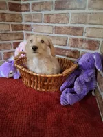 ON HOLD , a female Miniature Dachshund for sale in Staunton, IL – 10 of 10