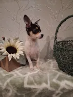 Rascal , a male Chihuahua for sale in Staunton, IL – 5 of 8