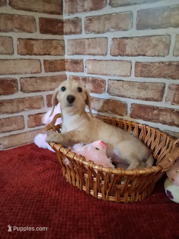 Back to school sale !  – Miniature Dachshund puppy for sale in Staunton, IL